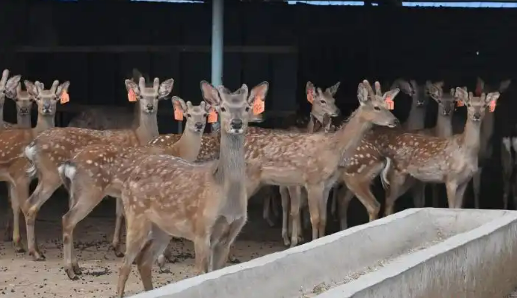 高质量发展看中国 一“鹿”生金解锁乡村致富新密码(图1)