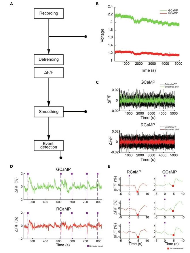 神经环路应用（4）：在体双色光纤记录案例解析(图2)
